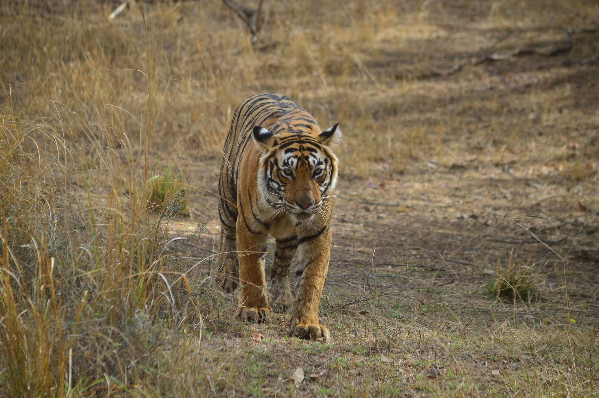 Ranthambhore