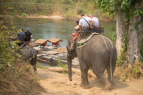 Les animaux à voir lors d’un voyage en Inde