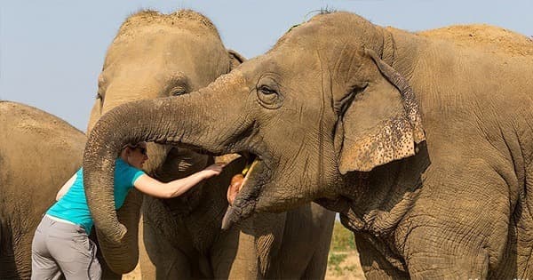 Une expérience de vie avec les éléphants