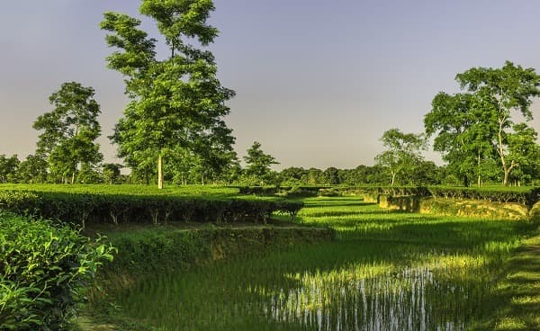 Jorhat