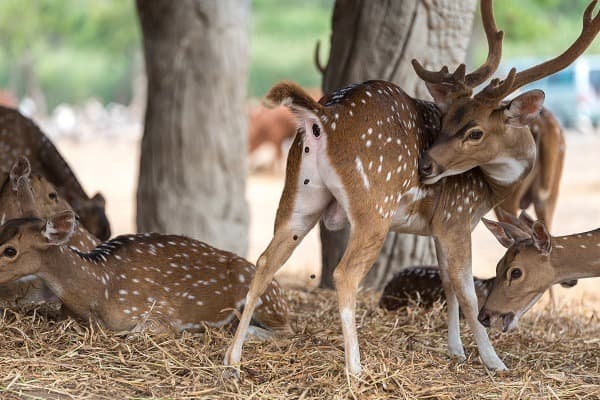 Chinnar Wildlife Sanctuary