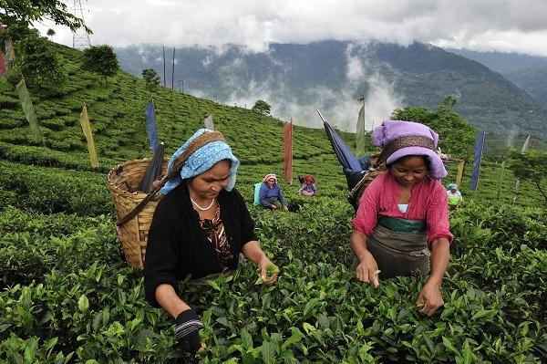Voyage au cœur des plantations de thé en Inde