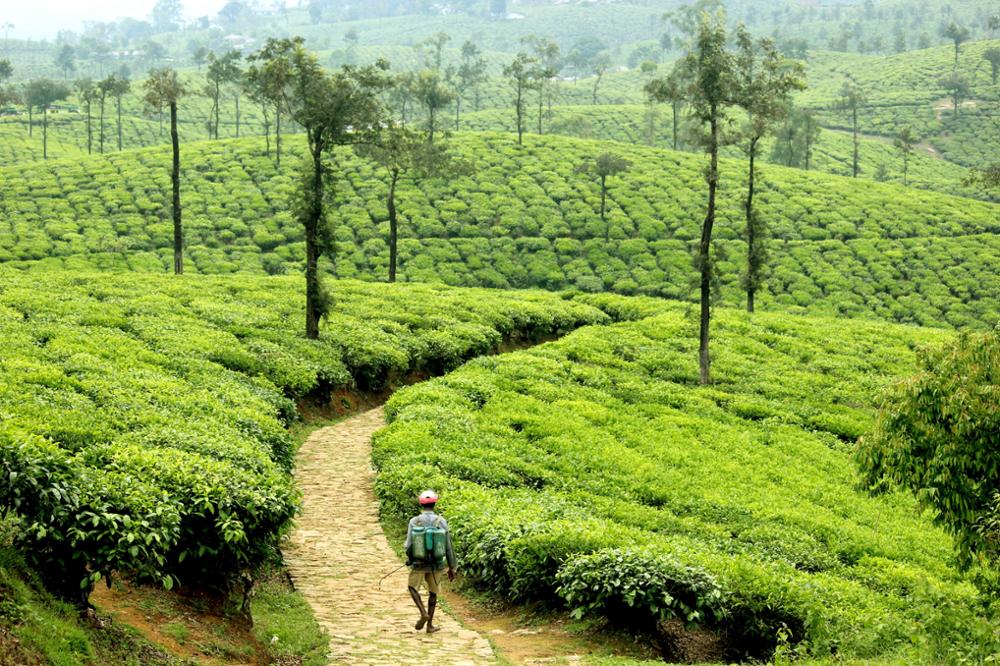 Voyage au cœur des plantations de thé en Inde