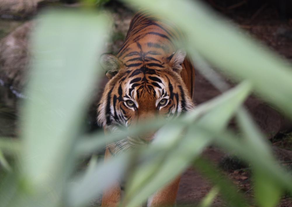 Où observer les tigres en Inde ?