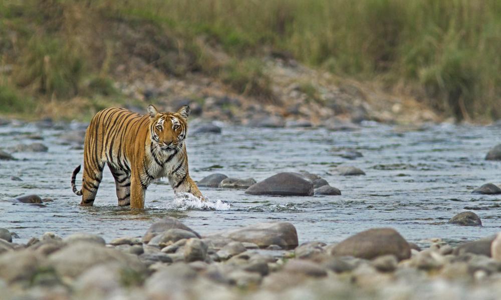 Où observer les tigres en Inde ?