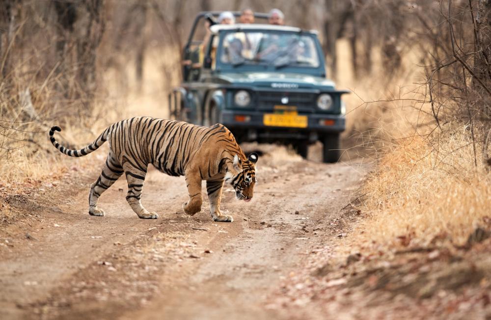 Où observer les tigres en Inde ?